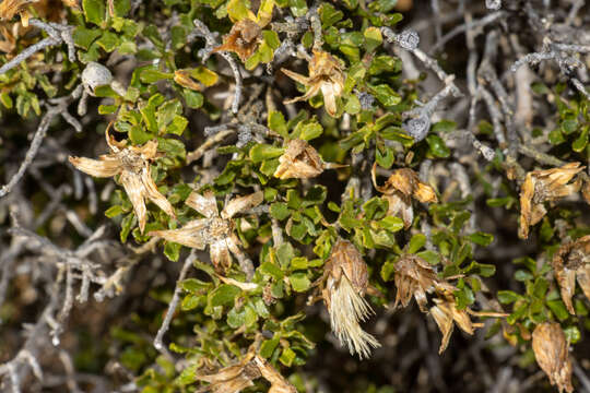 Image of Lime Daisy-bush