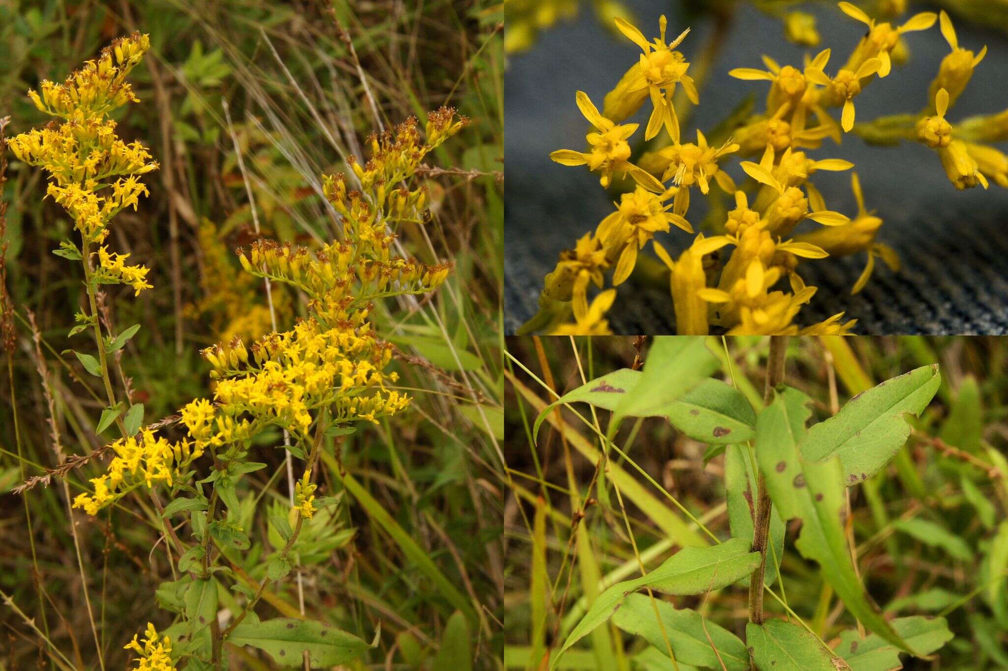 Image of anisescented goldenrod