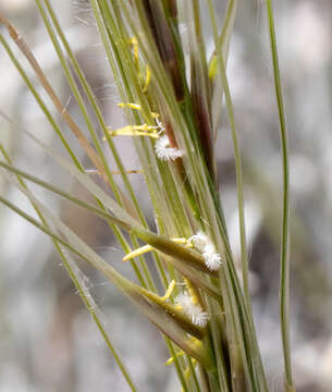 Image of Stipa neaei Nees ex Steud.