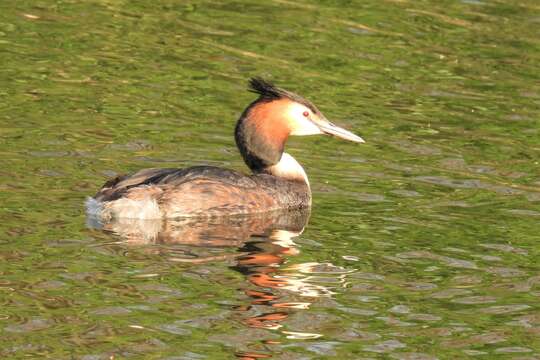 Image of Podiceps cristatus cristatus (Linnaeus 1758)