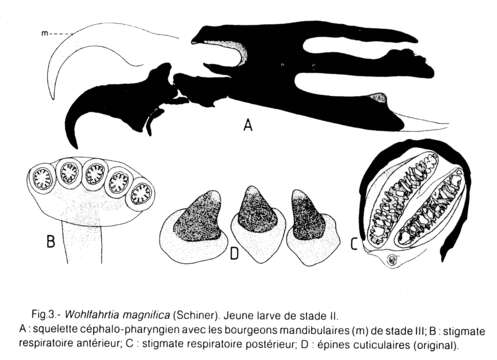 Image of Wohlfahrtia magnifica (Schiner 1861)