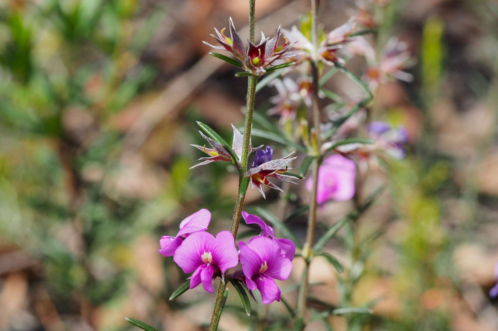 Image of Showy Mirbelia