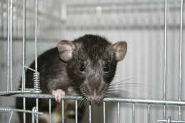 Image of Brown Rat