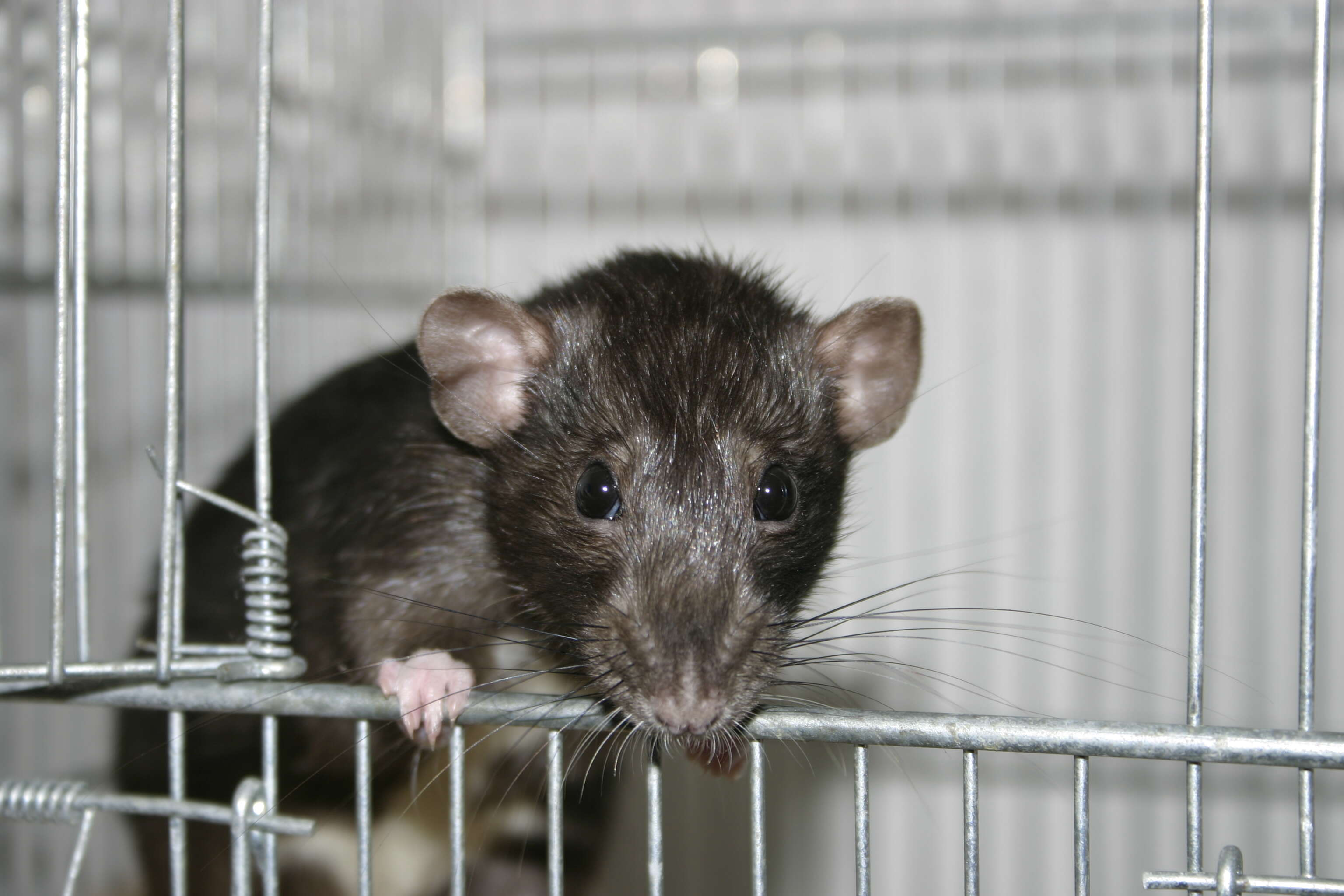 Image of Brown Rat