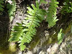 Image of Cranfillia deltoides