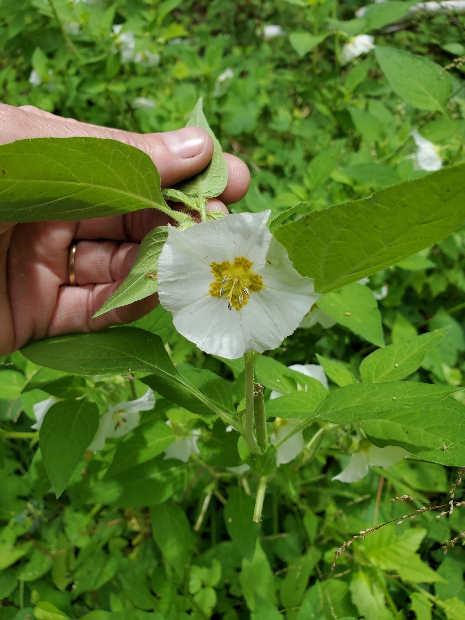 Image of large false groundcherry