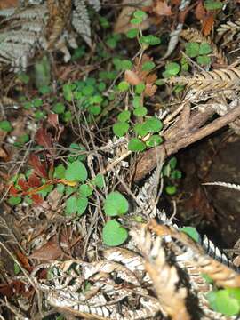 Image of Nertera dichondrifolia (A. Cunn.) Hook. fil.