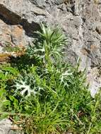 Imagem de Eryngium bourgatii Gouan