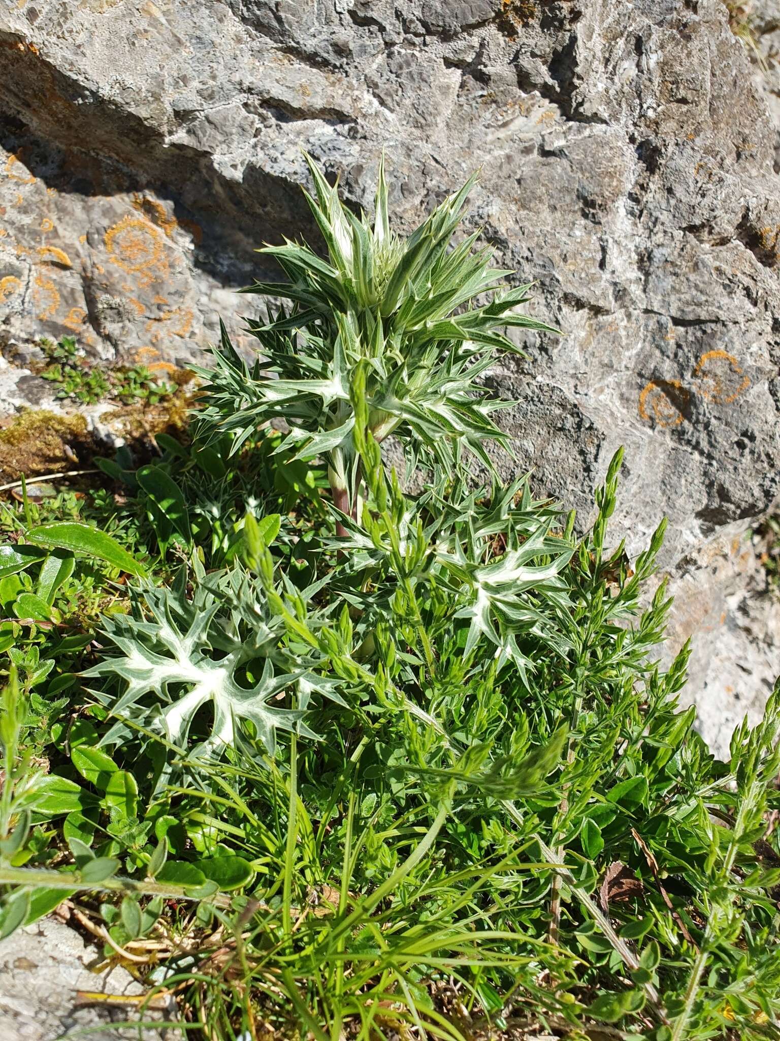 Eryngium bourgatii Gouan resmi