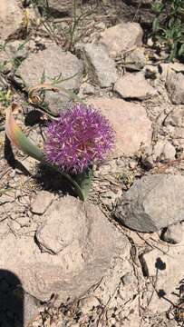 Image de Allium platycaule S. Watson