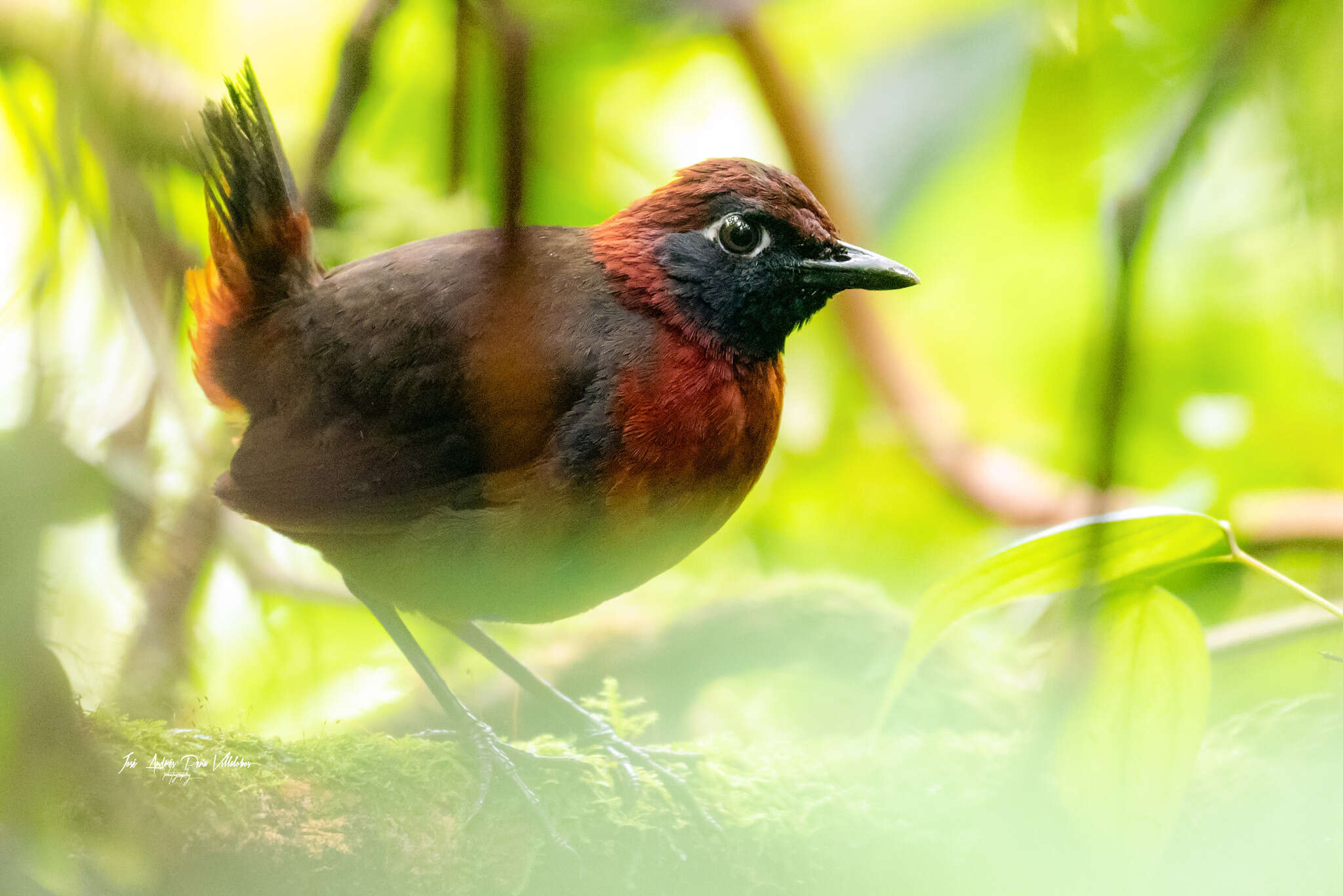 Image of Rufous-breasted Antthrush