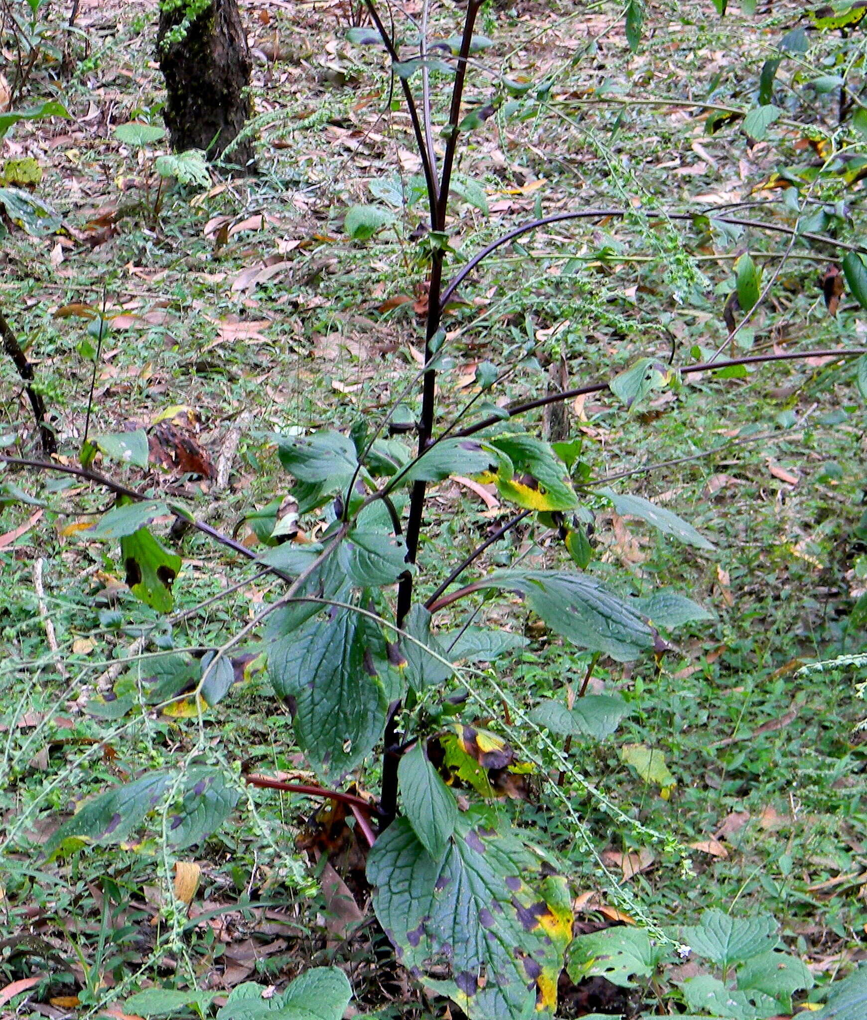 Image of Cynoglossum coelestinum Lindl.