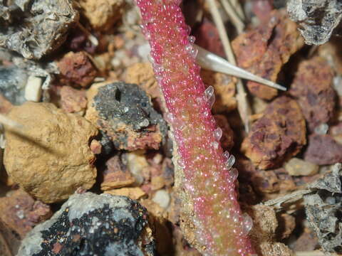 Image of Cleretum papulosum (L. fil.) N. E. Br.