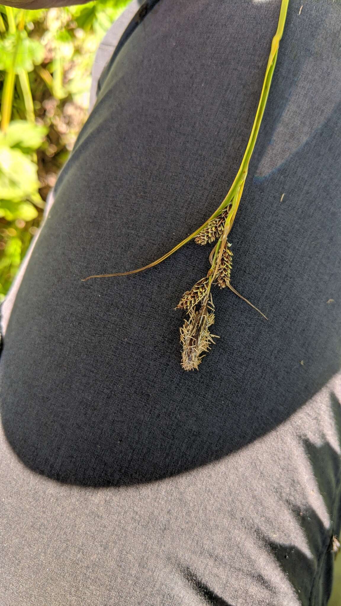 Image of Northwestern Showy Sedge