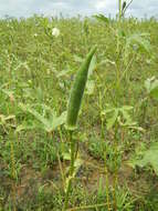 Image of okra