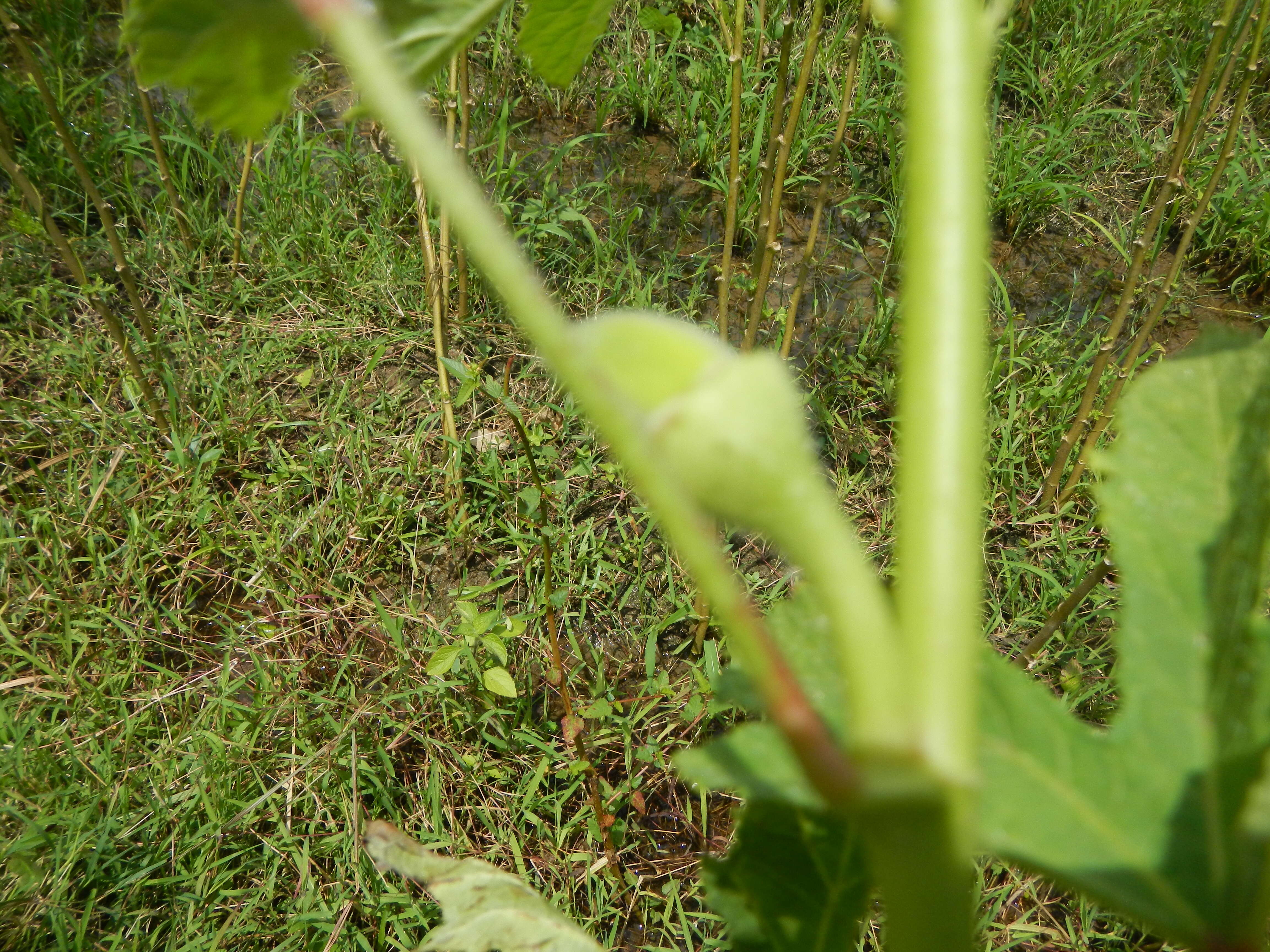 Image of okra