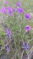 Campanula stevenii subsp. wolgensis (P. A. Smirn.) Fed. resmi