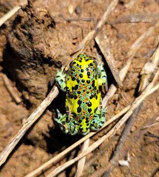 Image of Crucifix Frog