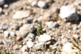 Ruschia congesta (Salm-Dyck) L. Bol. resmi