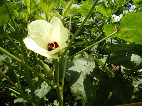 Image of okra