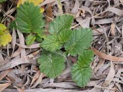 Image of Hibbertia grossulariifolia (Salisb.) Salisb.