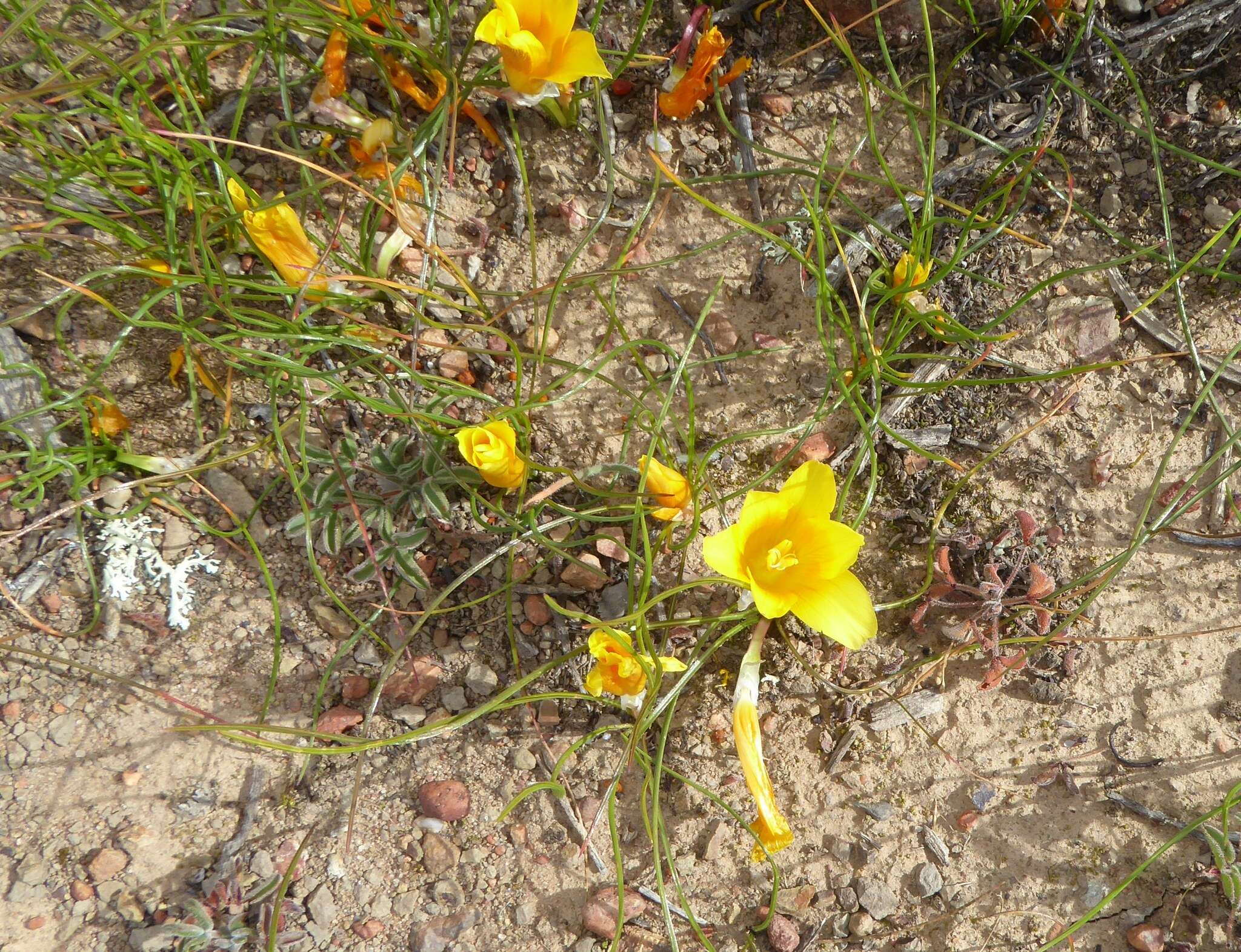 Image of Romulea tortuosa subsp. aurea (Klatt) M. P. de Vos