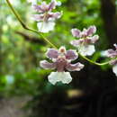 Слика од Oncidium dichromaticum Rchb. fil.