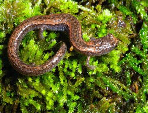 Image of Sequoia Slender Salamander