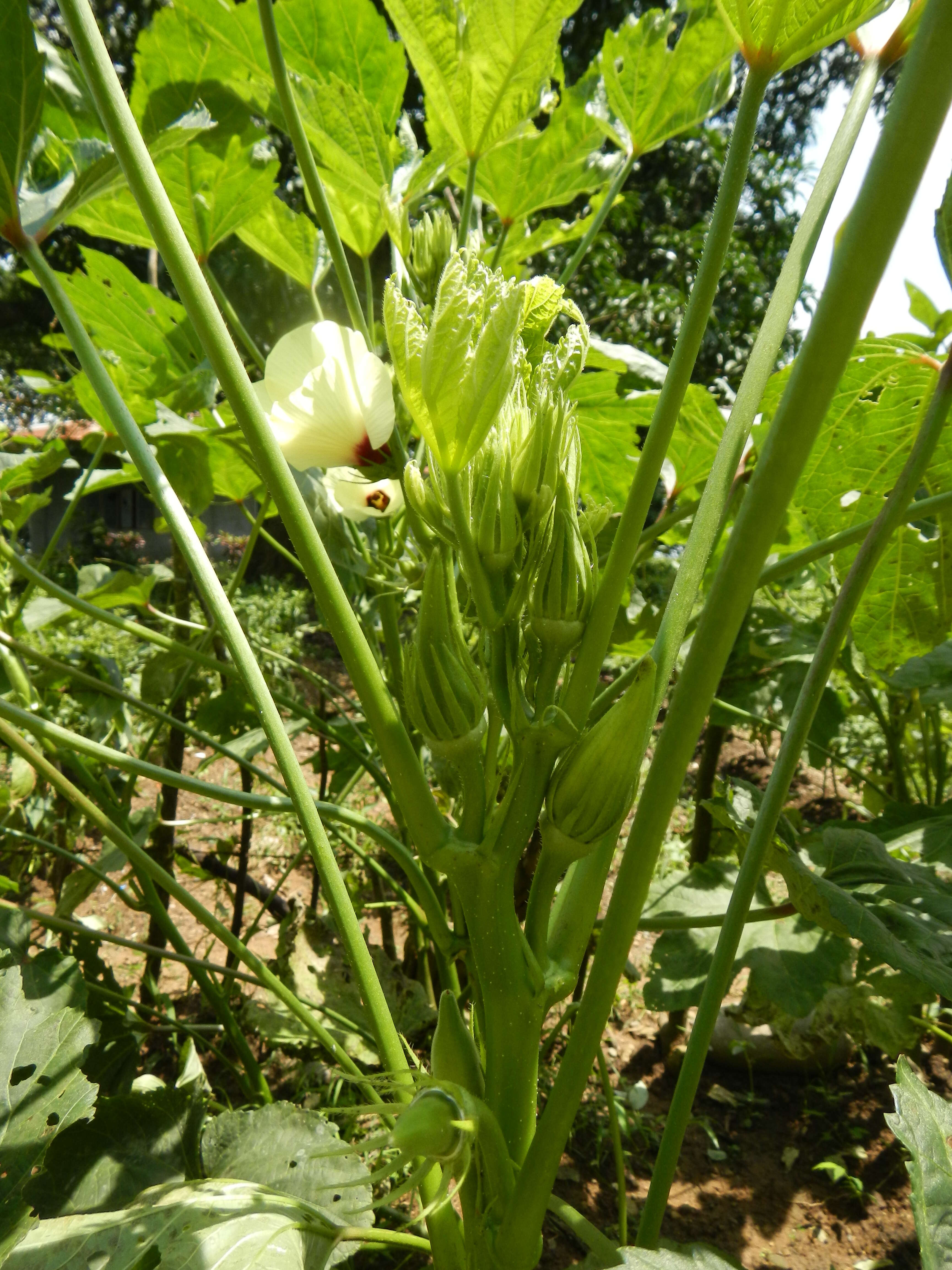 Image of okra