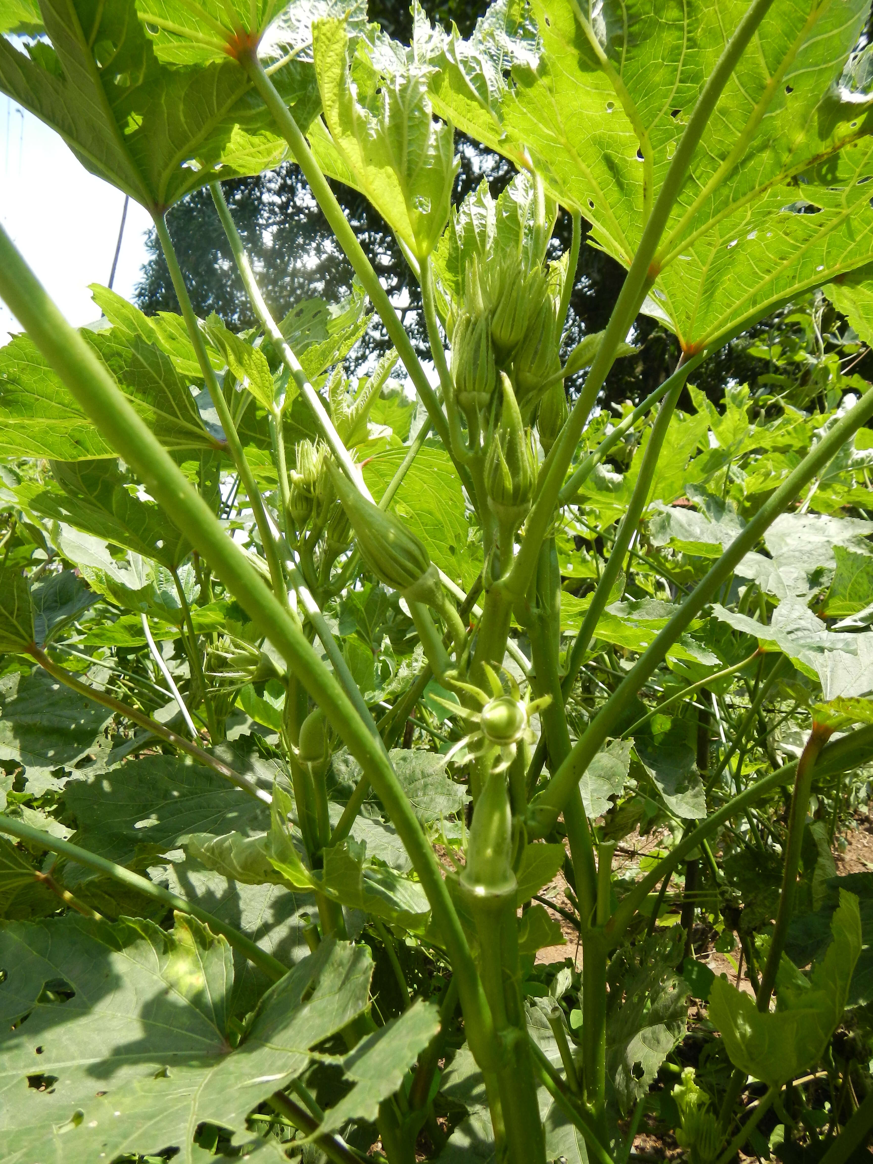 Image of okra