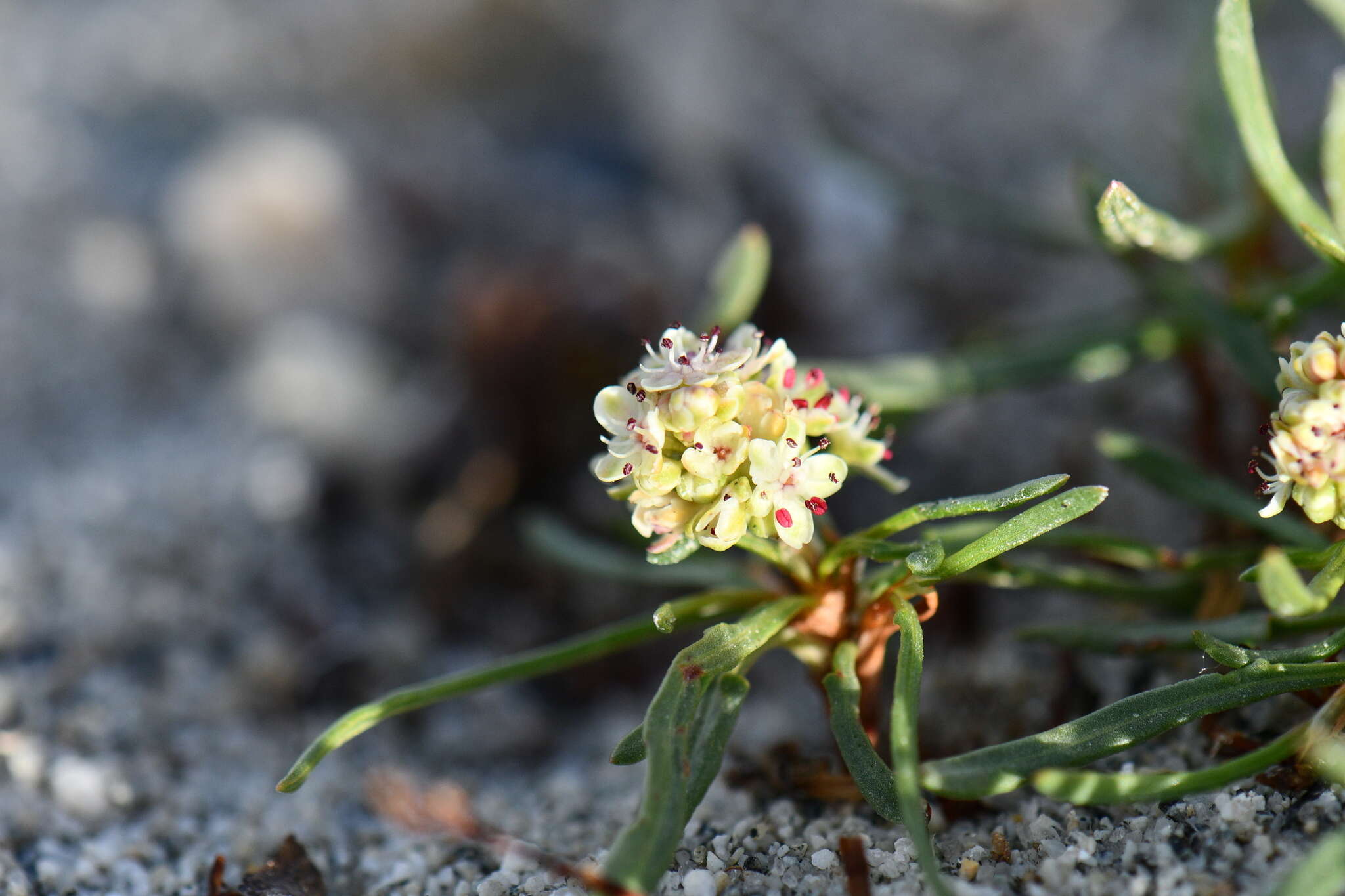 Imagem de Knorringia sibirica subsp. thomsonii (Meisner) S. P. Hong