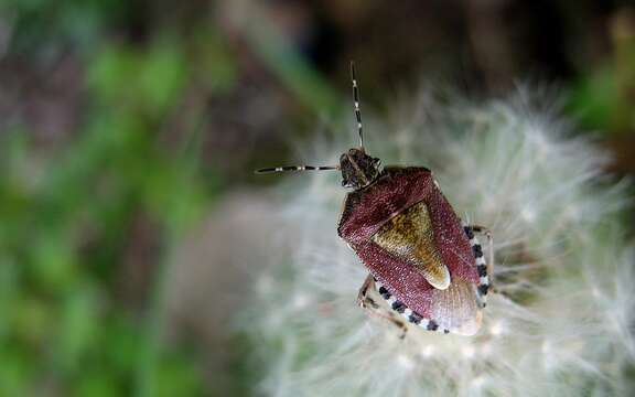 Image of sloe bug