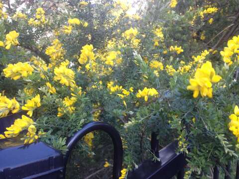 Image of French broom