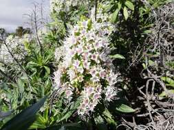 Image of Echium famarae Lems & Holzapfel