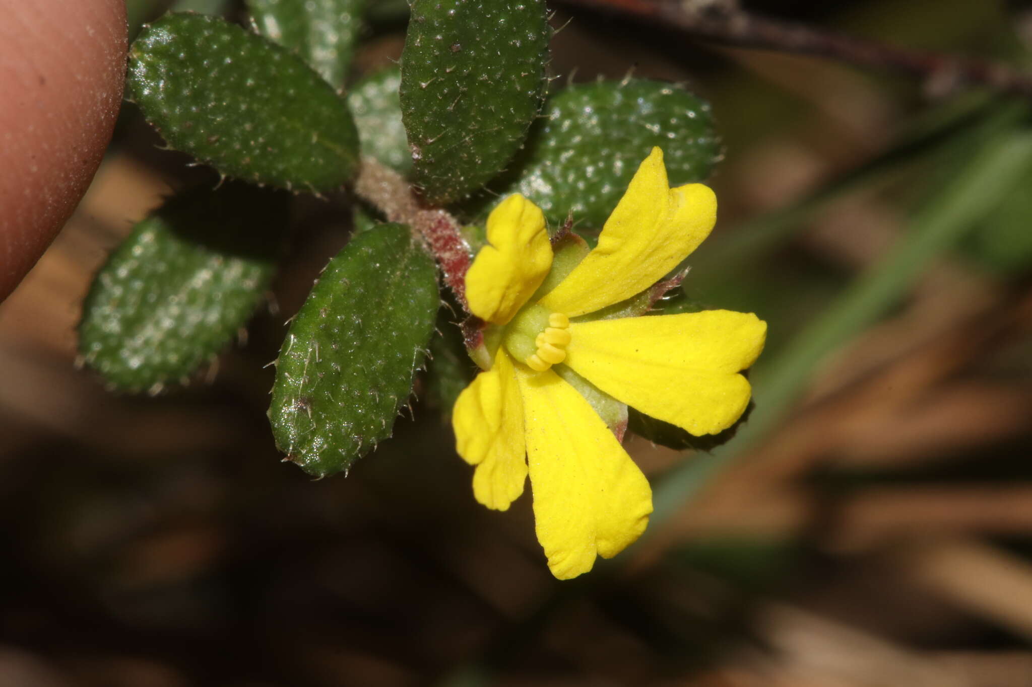 Image of Hibbertia aspera subsp. aspera