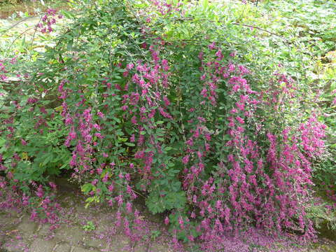 Sivun Lespedeza thunbergii (DC.) Nakai kuva