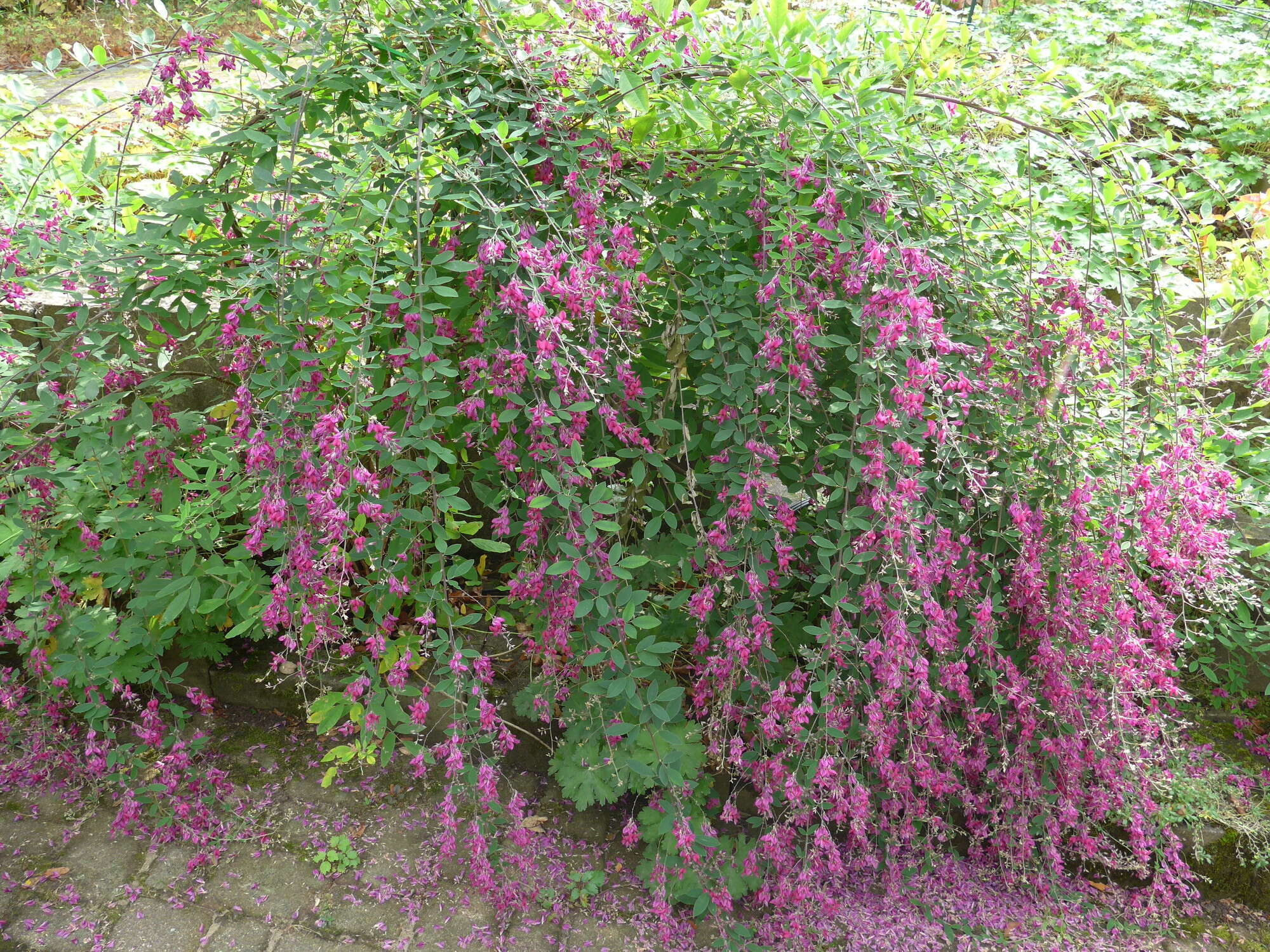 Слика од Lespedeza thunbergii (DC.) Nakai