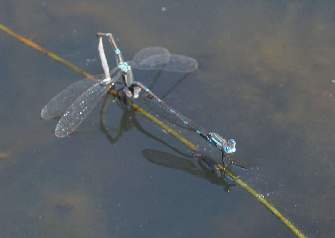 Plancia ëd Austrolestes leda (Selys 1862)