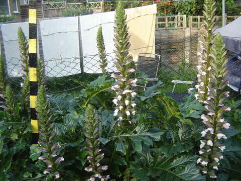 Imagem de Acanthus mollis L.