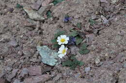 Image of Callianthemum alatavicum Freyn