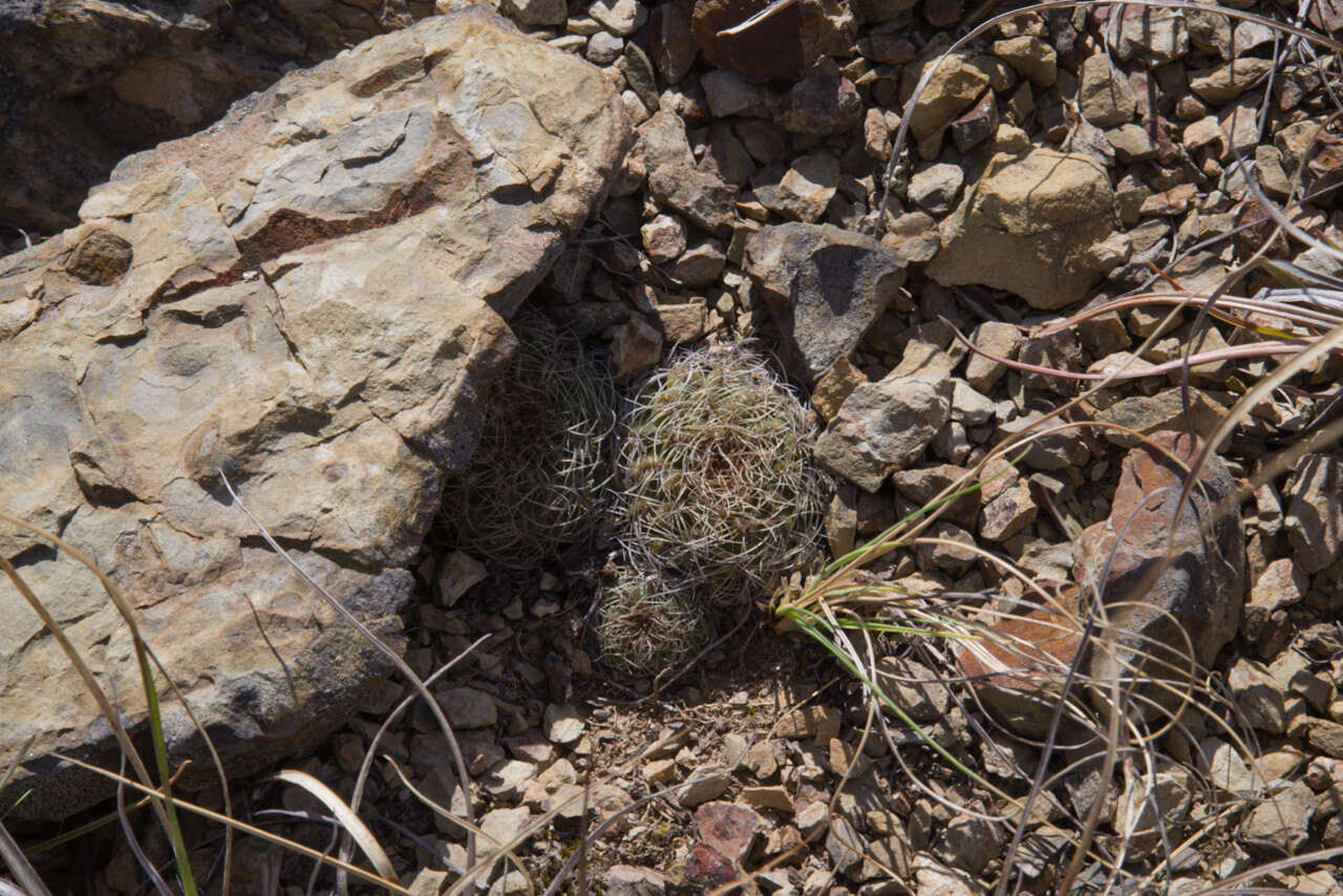 Image de Rebutia oligacantha (F. H. Brandt) D. R. Hunt