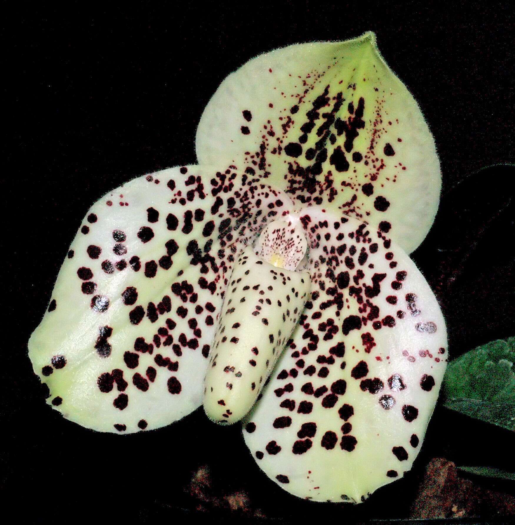 Image of Egg-in-a-nest orchid