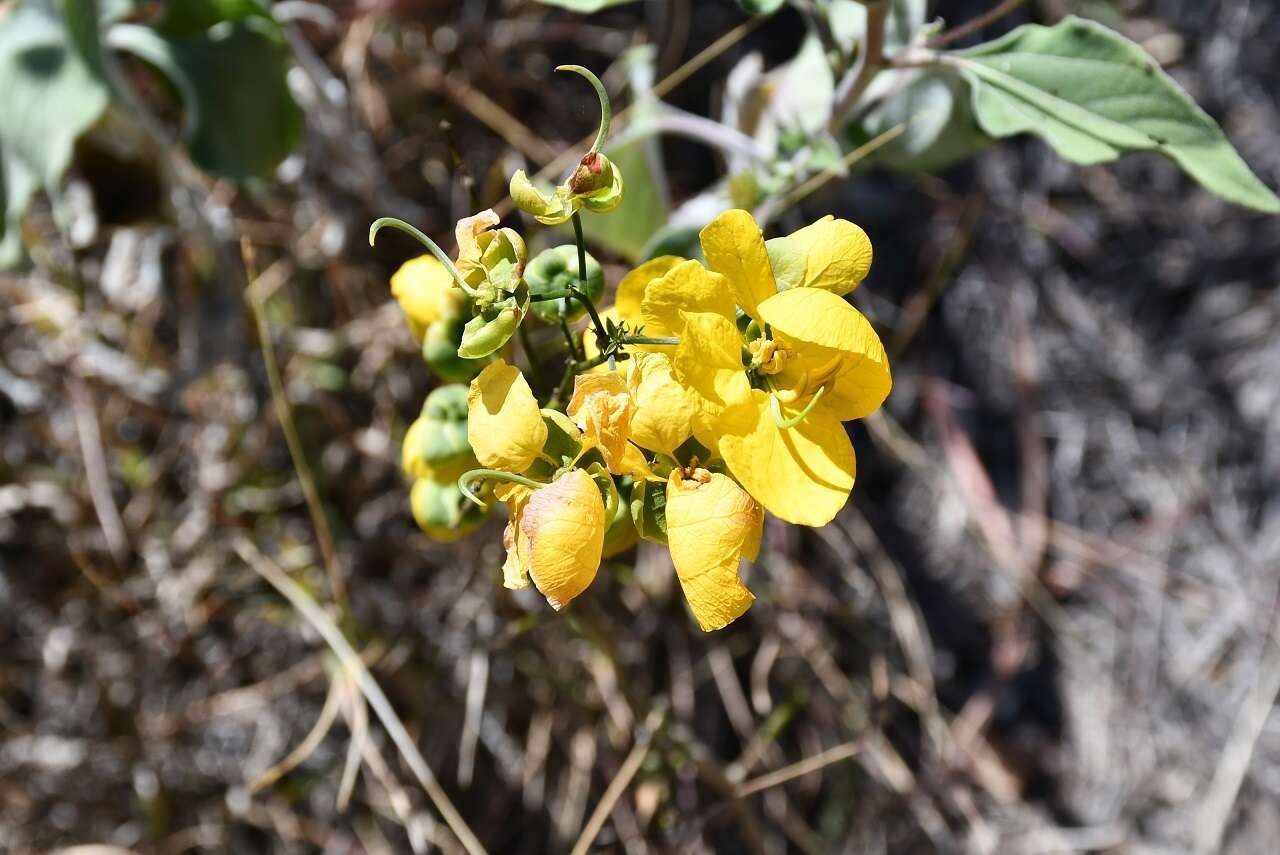 Image of Senna holwayana (Rose) H. S. Irwin & Barneby