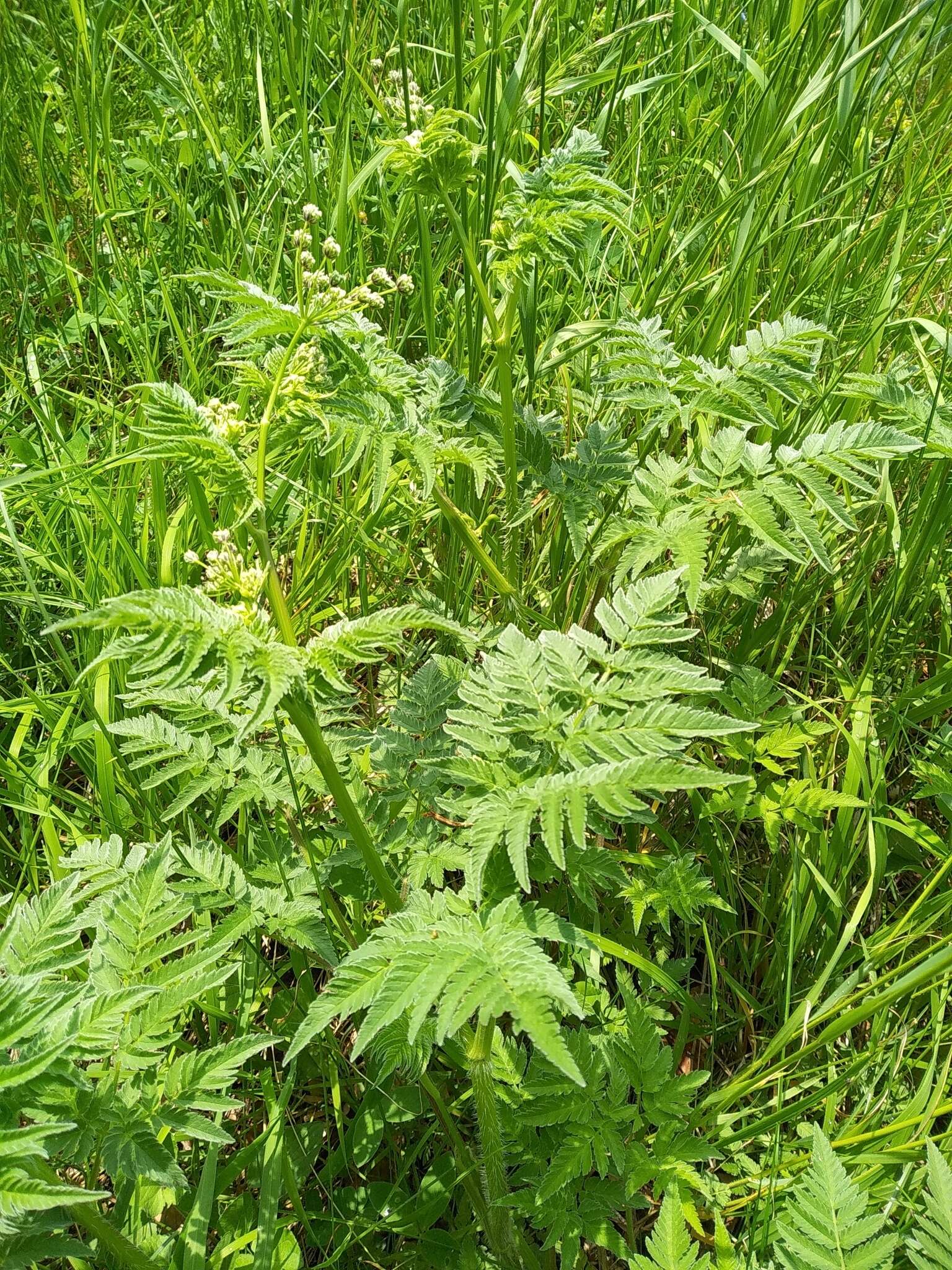 Imagem de Chaerophyllum aureum L.