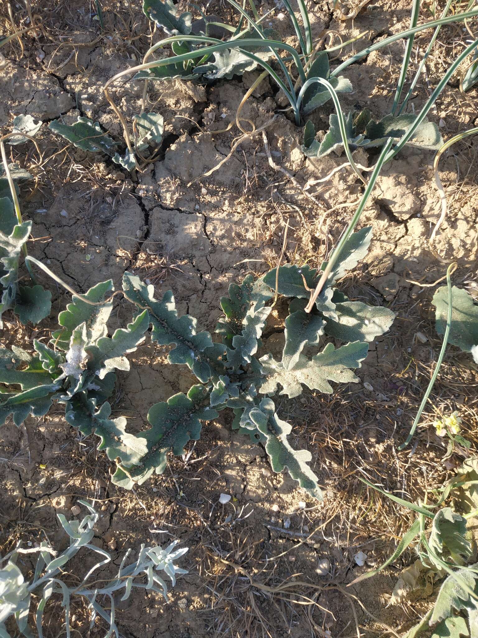 Plancia ëd Klasea erucifolia (L.) Greuter & Wagenitz