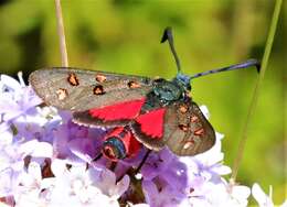 Sivun Neurosymploca caffra Linnaeus 1764 kuva