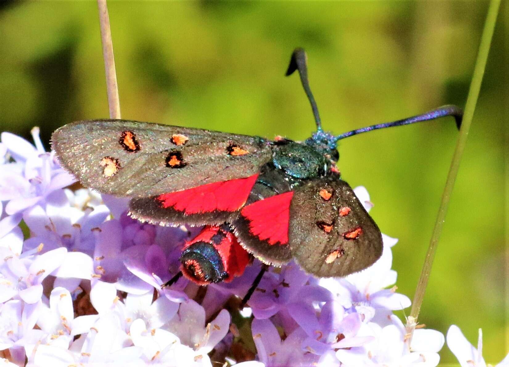 Sivun Neurosymploca caffra Linnaeus 1764 kuva