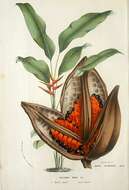 Image de Heliconiaceae