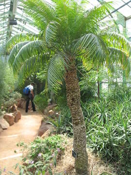 Imagem de Cycas thouarsii R. Br. ex Gaudich.