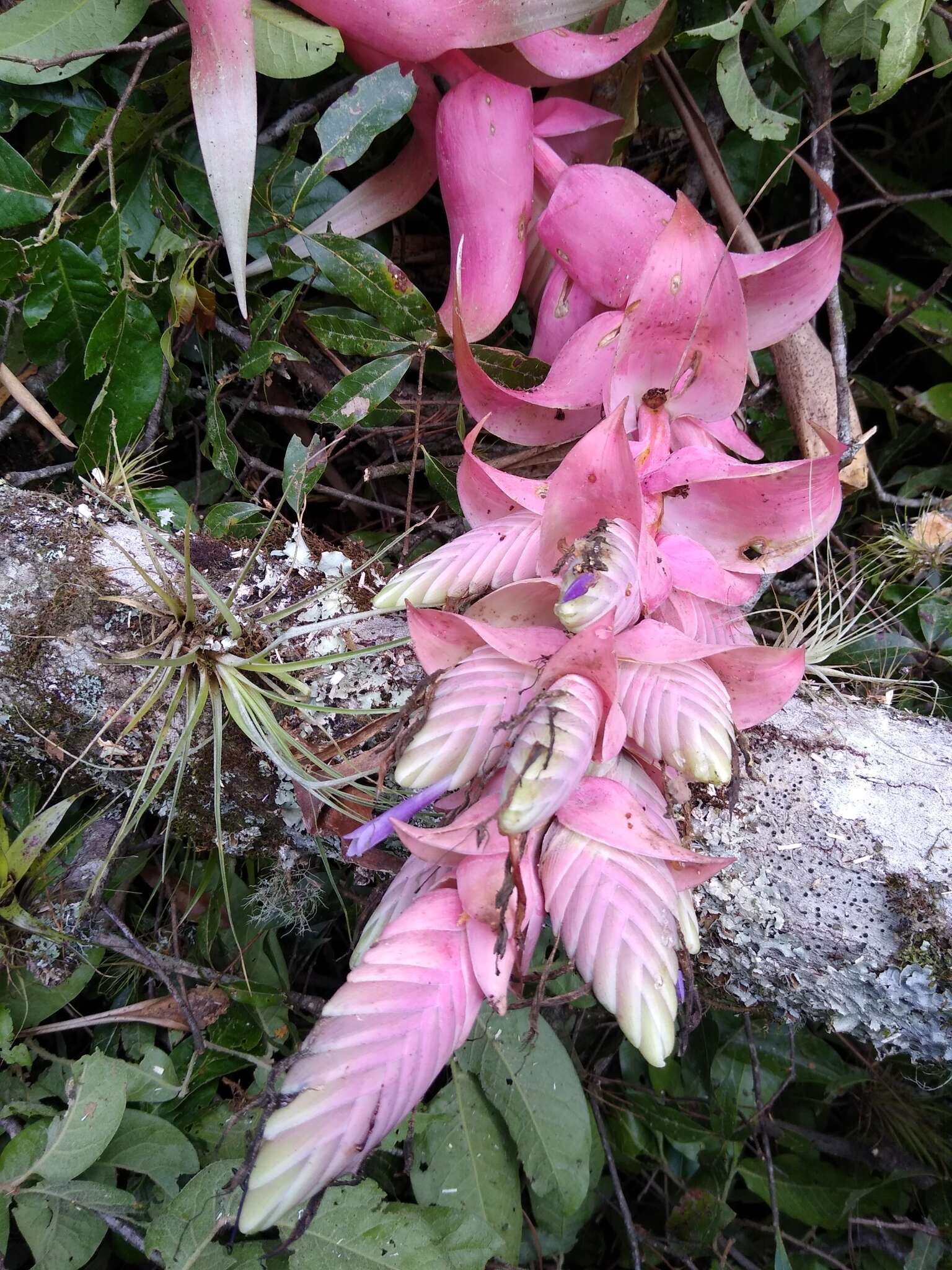 Tillandsia eizii L. B. Sm. resmi